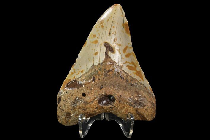 Fossil Megalodon Tooth - North Carolina #98985